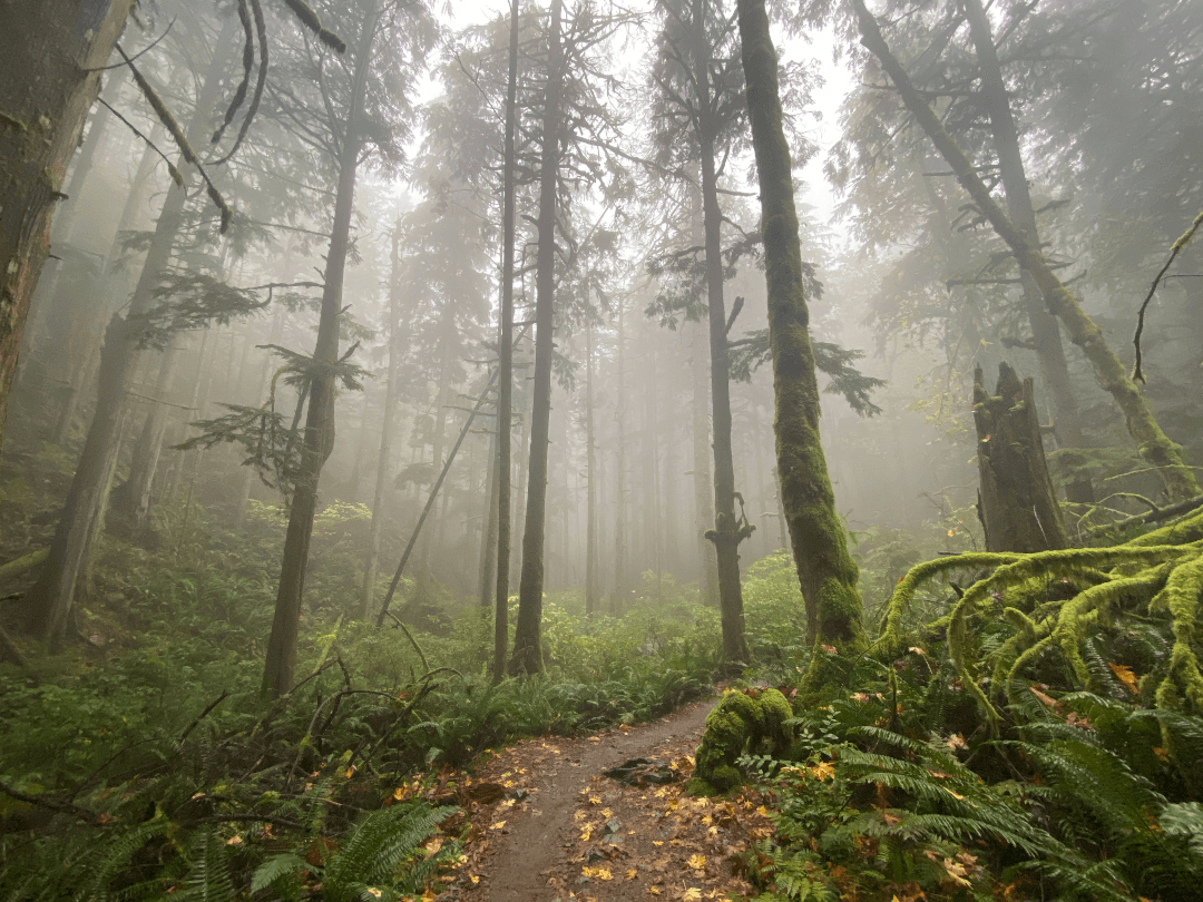 Peaceful forest retreat
