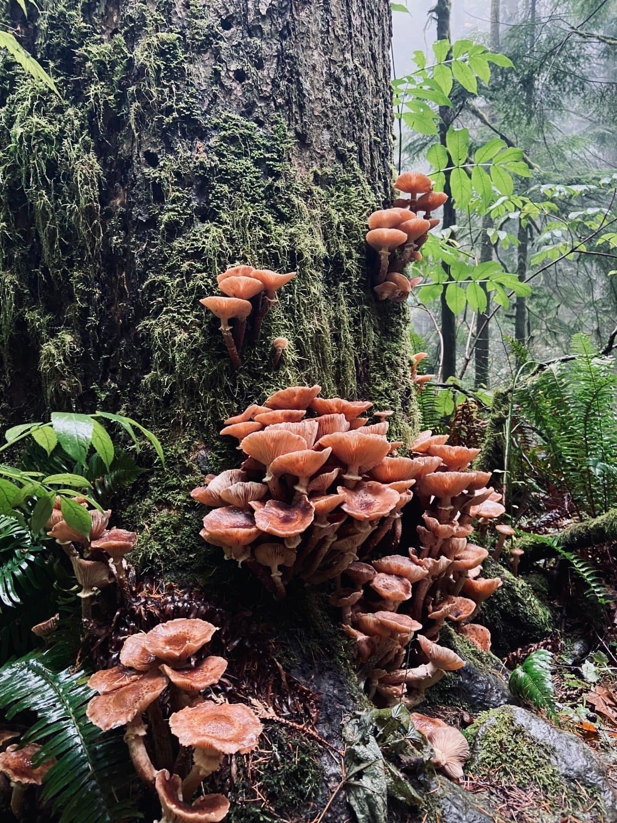 Forest life at Whose Land