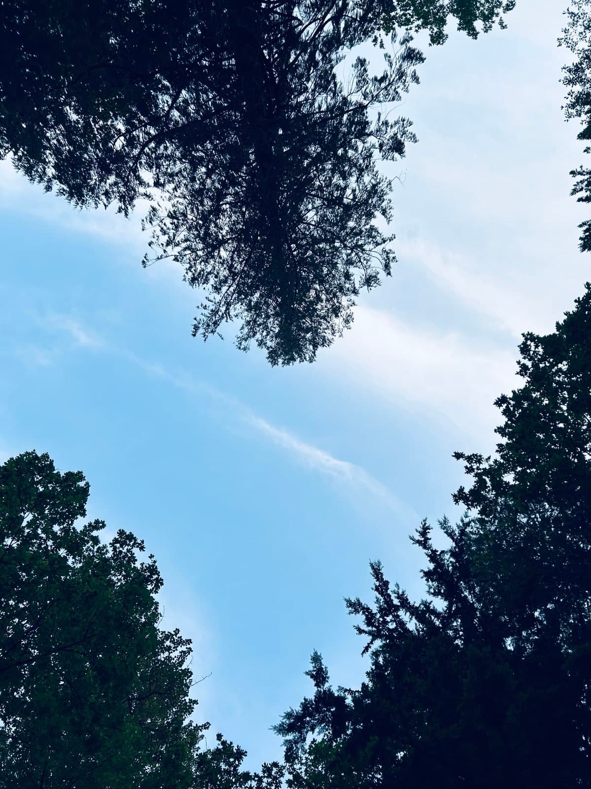 Sky framed by trees